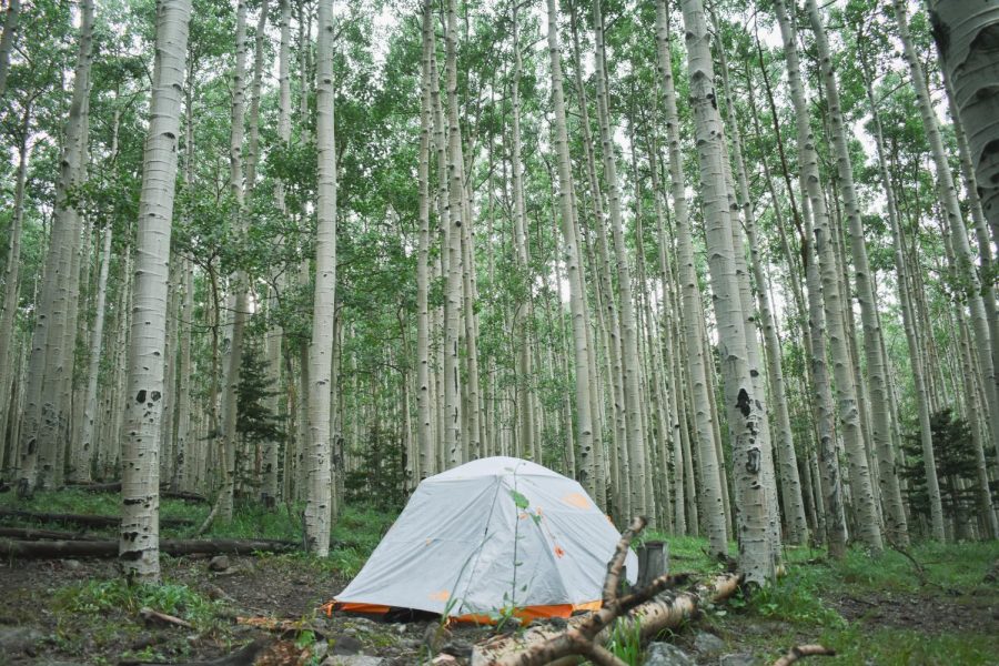 A tent surrounded by Aspen trees on a recent-ish hike