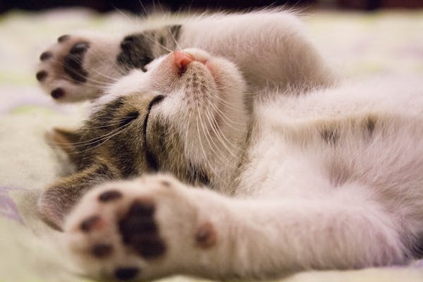 Why owning a cat improves people’s lives