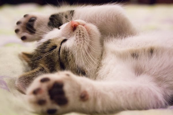 Cat improves people\'s lives: Có ai đó từng nói rằng \